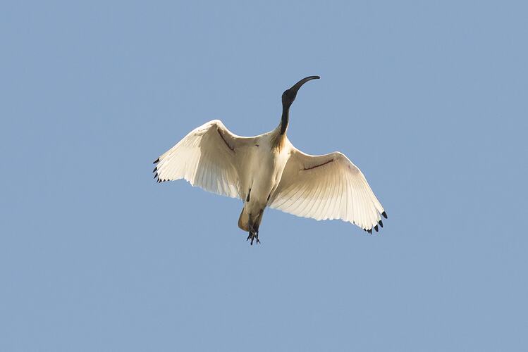 White bird in flight viewed from below.