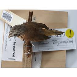Top view of small bird specimen mounted on branch.