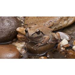Brown frog with black eye stripe sitting on rocks.