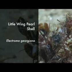 Silent footage of the Little Wing Pearl Shell, <em>Electroma georgiana</em>.