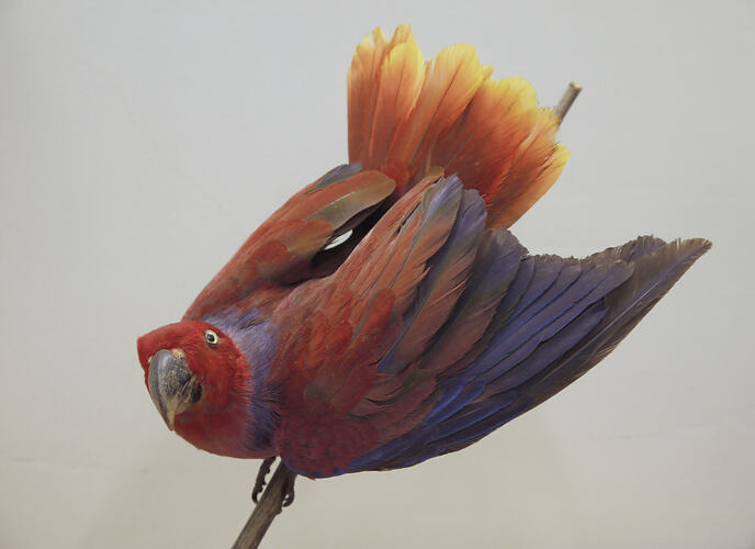 Red and blue bird specimen mounted on branch.