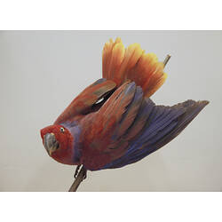 Red and blue bird specimen mounted on branch.