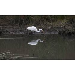 White birds in wetland.