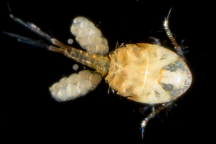 Cream-brown copepod against black background.