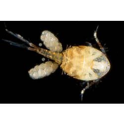 Cream-brown copepod against black background.