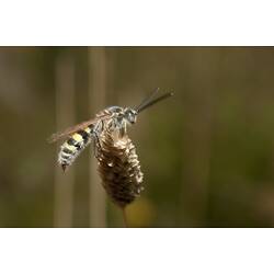 Black and yellow wasp on seed head.