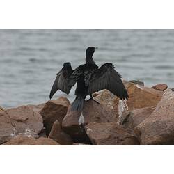 Black bird sitting on rocks with wings open.