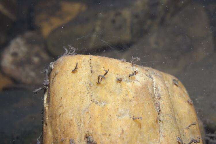 <em>Rheotanytarsus</em> sp., non-biting midge. Mitchell River National Park, Victoria.