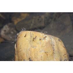 <em>Rheotanytarsus</em> sp., non-biting midge. Mitchell River National Park, Victoria.