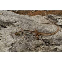 Brown and copper skink on bark.