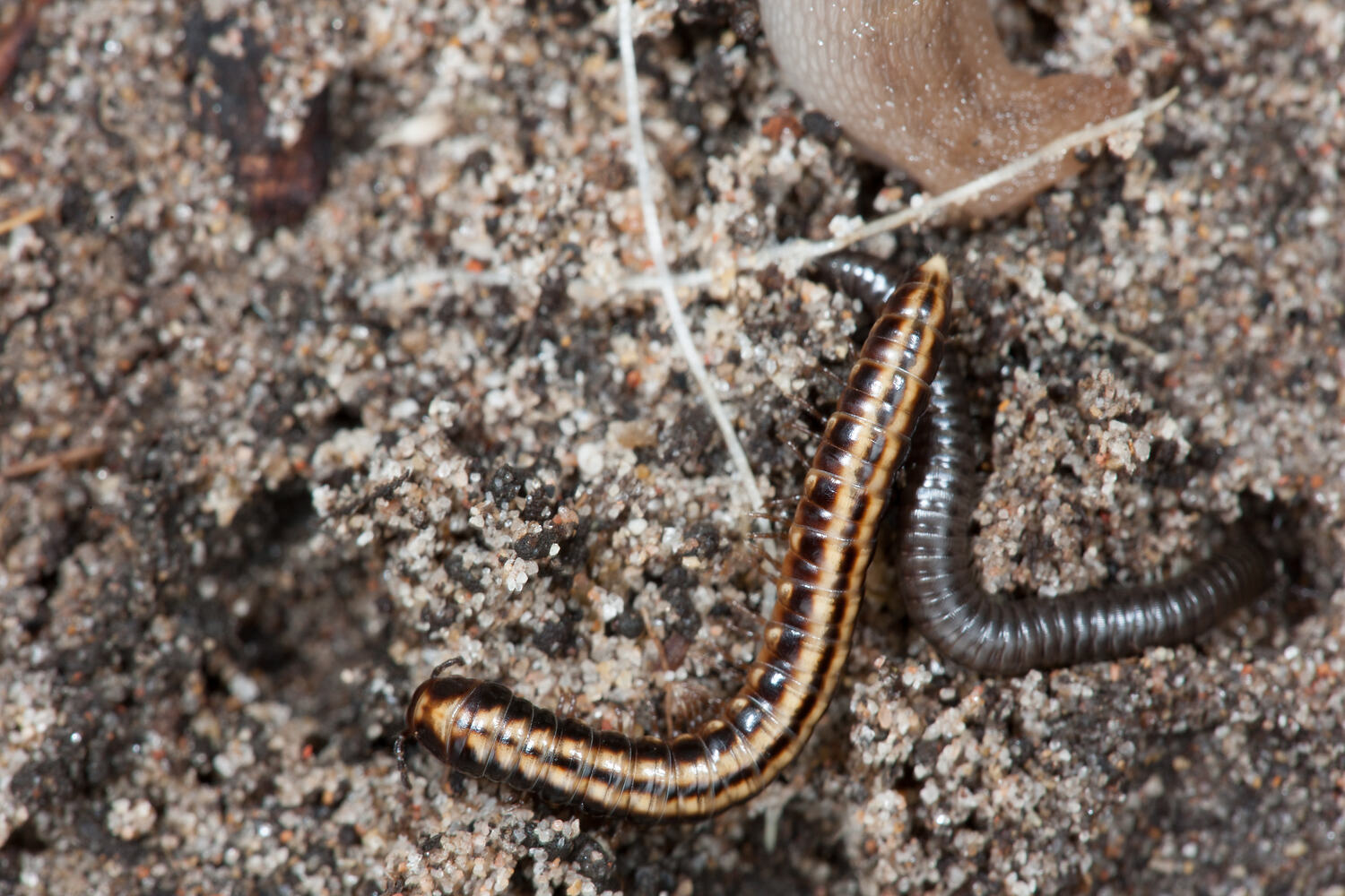 Diplopoda, Millipedes