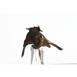 <em>Pycnonotus cafer</em>, Red-vented Bulbul, mounts.  Registration nos. 25868 (rear) & 25869 (front).