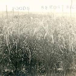 Postcard - Field of Japanese Rice Varieties, J. Takasuka, Tyntynder West, via Swan Hill, Victoria, 2 Mar 1917