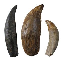 Three long pointed teeth of various sizes and shapes.