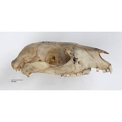 Side view of bettong skull without lower jaw.