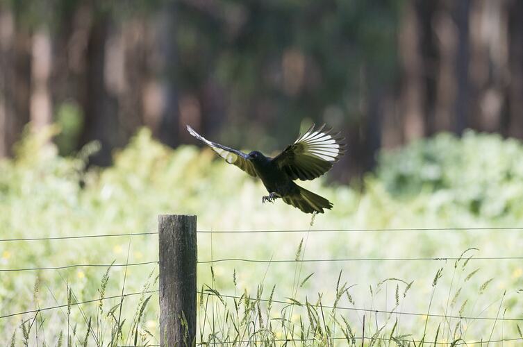 Black bird with white wing tips coming into land on fence post.