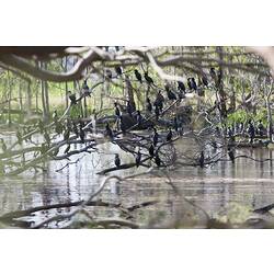 <em>Phalacrocorax sulcirostris</em>, Little Black Cormorants, Sale Common State Game Refuge, Victoria.