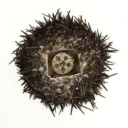 <em>Heliocidaris erythrogramma</em>, sea urchin. [F 82924]