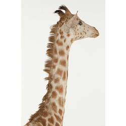 Detail of head and neck of juvenile giraffe specimen, side-rear view.