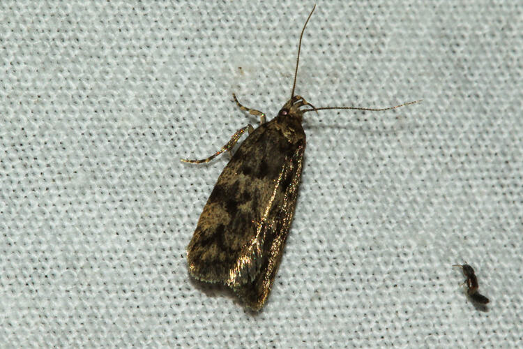 <em>Eudonia</em> sp., moth. Murray Explored Bioscan.