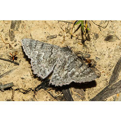 <em>Crypsiphona ocultaria</em>, moth. Murray Explored Bioscan.