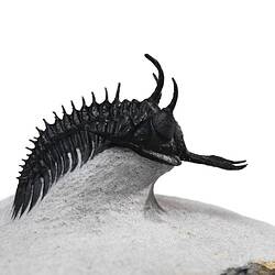 Side view of trilobite with trident-like protrusion at front curled over rock plinth.