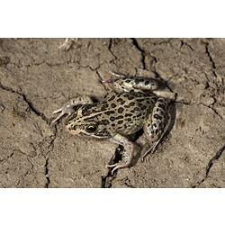 Grey-green, spotted frog.