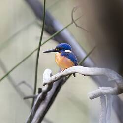Azure Kingfisher.