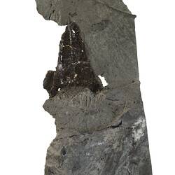 Fossil bone in a paler rock matrix.