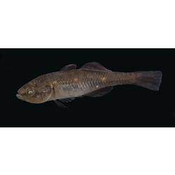 Carp Gudgeon.