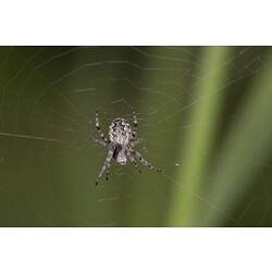 <em>Argiope</em> sp., orb-weaving spider. Murray Explored Bioscan.