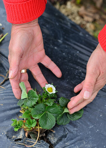 Pair of hands near a small, flowering plant.