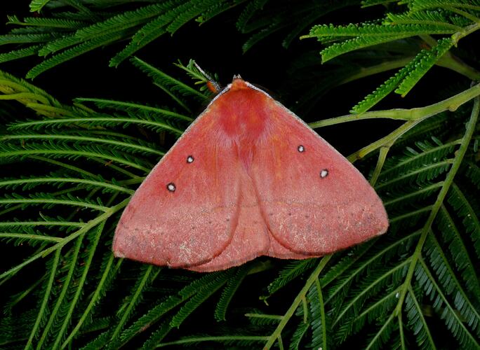 Pink, triangle shaped moth on pine.