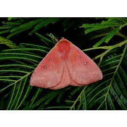 <em>Anthela nicothoe</em> (Boisduval, 1832), Urticating Anthelid Moth