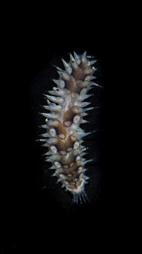 White and brown scale worm on black background.