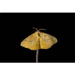 Yellow moth.