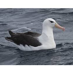 Black-browed Albatross.