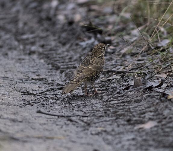 Speckled brown bird on ground.