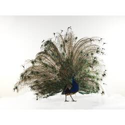 Peacock specimen, tail fanned out.