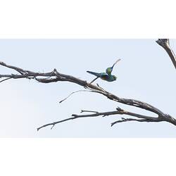 Green parrot in flight from branch.