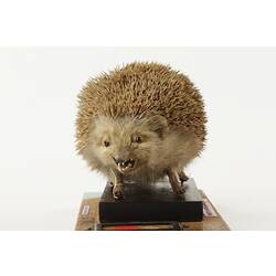 Front view of taxidermied hedgehog specimen.