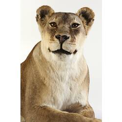 Close up of taxidermied lioness day.
