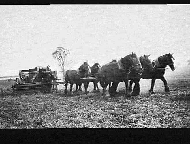 HEADER IN PEAS AT MR. WINDERLICK'S FARM, FRESH WATER CREEK, NEAR GEELONG: 1924