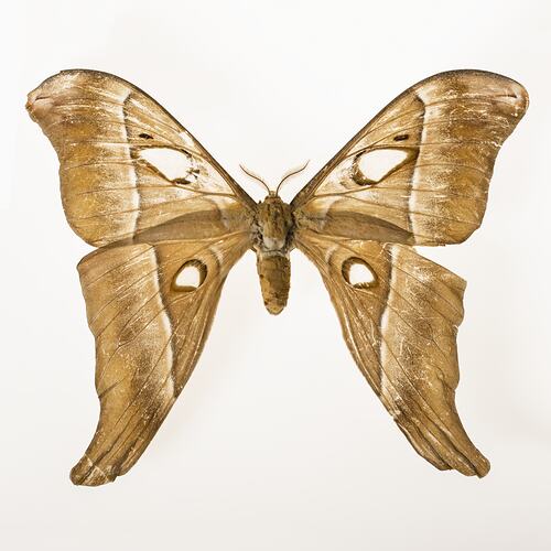 Pinned brown moth specimen, wings spread.