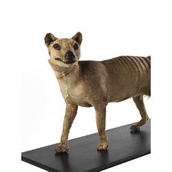 Taxidermied Thylacine specimen mounted on board.