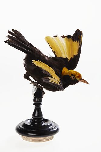 <em>Sericulus chrysocephalus</em>, Regent Bowerbird. [B 35057]