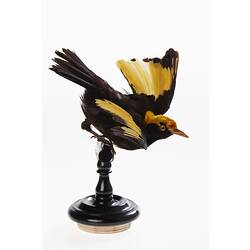 <em>Sericulus chrysocephalus</em>, Regent Bowerbird. [B 35057]
