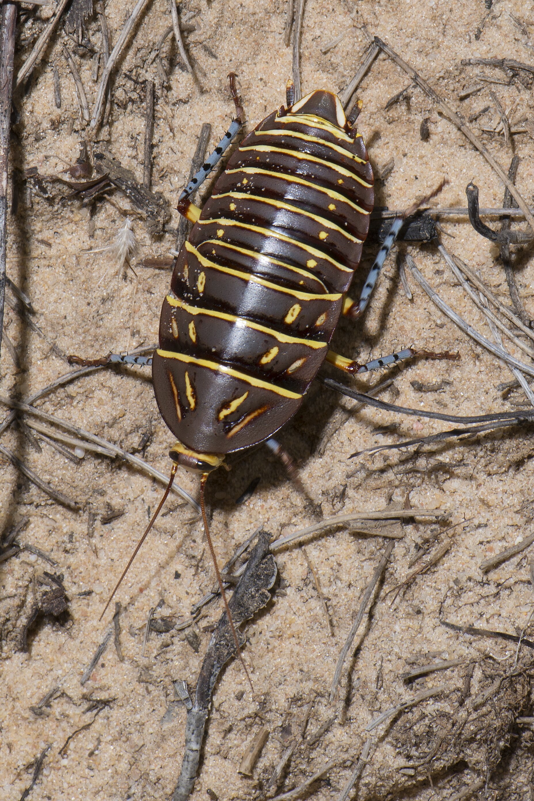 豪州最珍品ゴキブリ 三葉虫のようなPolyzosteria mitchelli Polyzosteria mitchelli (Angas, 1847)