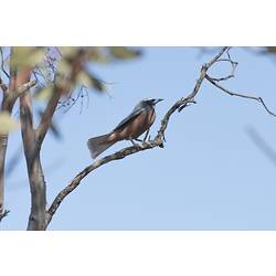 <em>Artamus superciliosus</em>, White-browed Woodswallows. Hattah National Park, Victoria.
