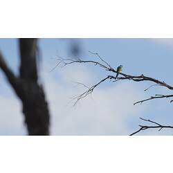 <em>Psephotus haematonotus</em>, Red-rumped Parrot, male. Hattah National Park, Victoria.